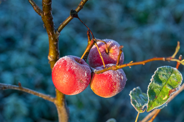 Une indemnisation pour les agriculteurs concernés par lépisode de gel